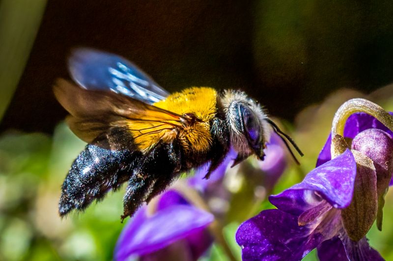 Bee Removal