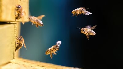 Bee Removal