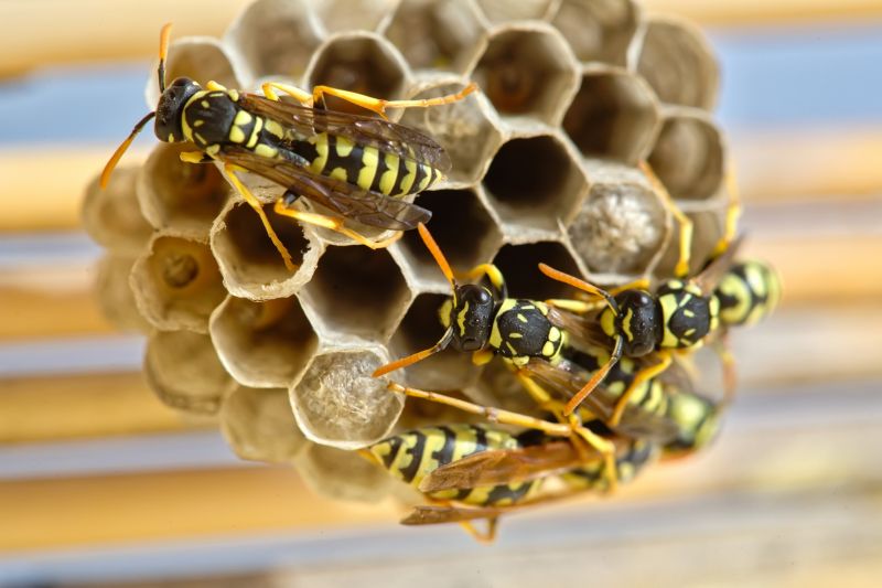 Bees Vs. Wasps: Understanding The Difference For Proper Pest Control