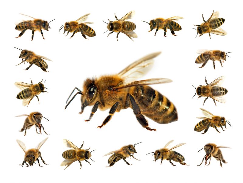 Bees Vs. Wasps: Understanding The Difference For Proper Pest Control