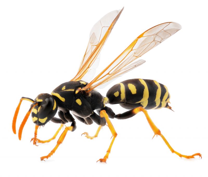Bees Vs. Wasps: Understanding The Difference For Proper Pest Control