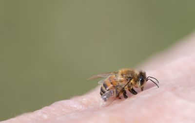 Cost of Bee Removal — Cost of Bee Removal