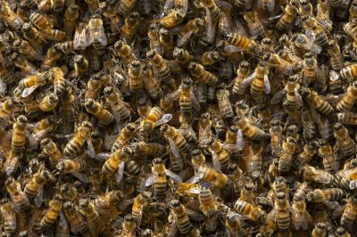 Cost of Bee Removal — Cost of Bee Removal