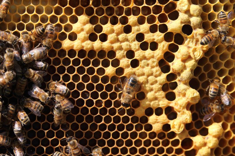 Cost of Bee Removal — Cost of Bee Removal