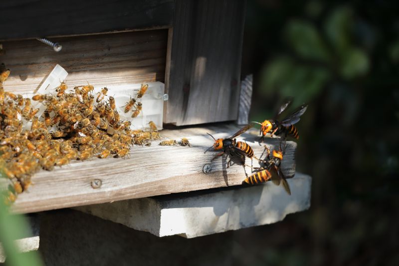 Cost of Bee Removal — Cost of Bee Removal