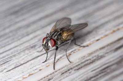 Fly Extermination in Frisco, TX