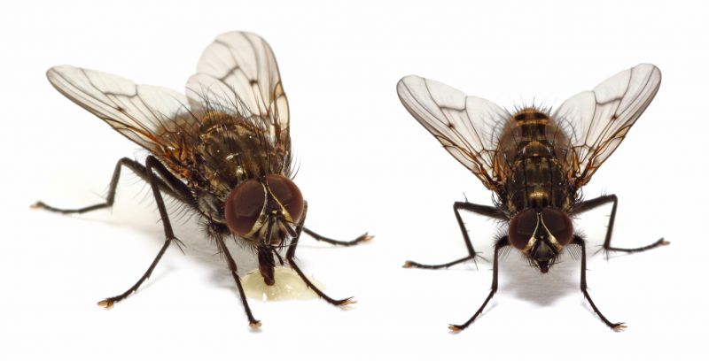 Fly Pest Control in New Braunfels, TX