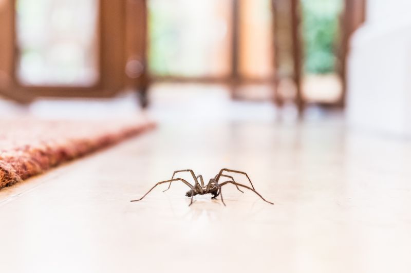 Hobo Spider Extermination in Fort Worth, TX