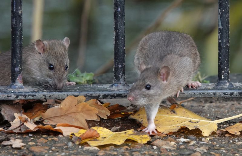 Rat Fumigation Service in San Jose, CA