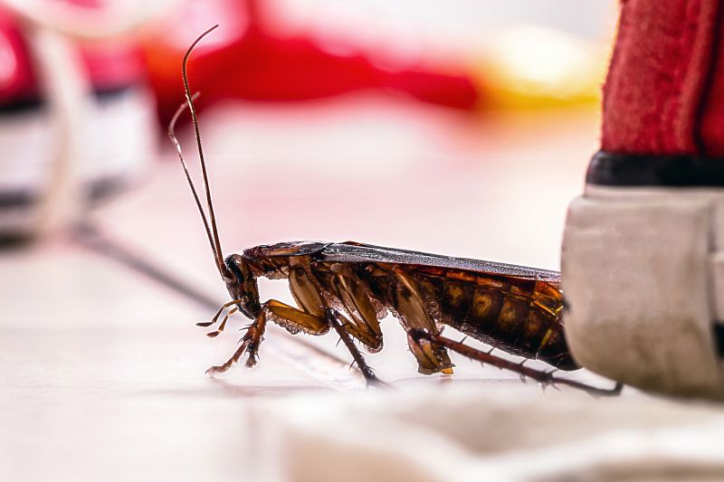 Roach Fumigation in Wilmington, NC