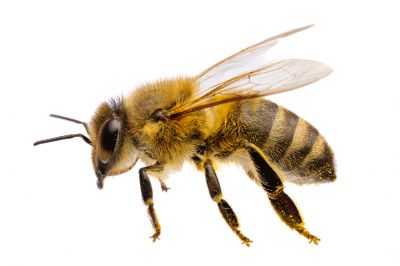 Seasonal Bee Activity And When Pest Control Is Most Effective