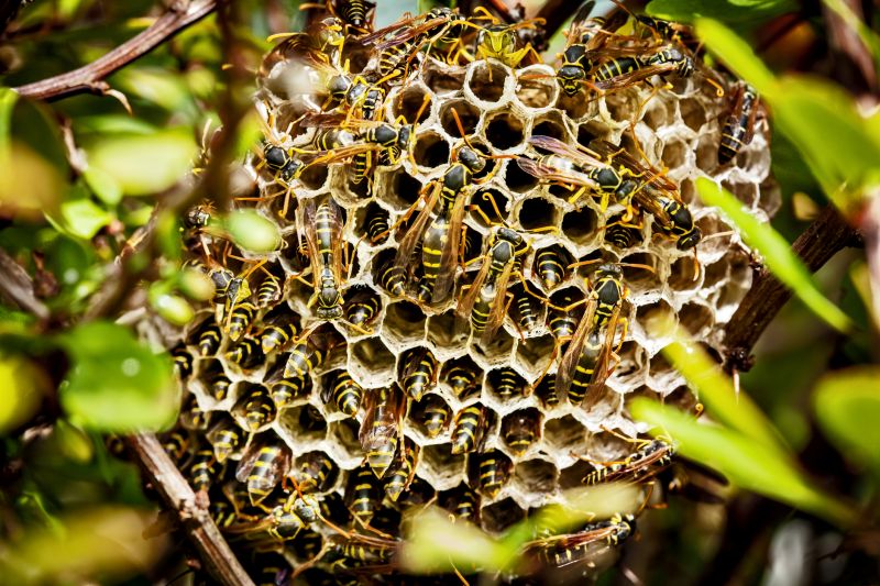 Signs You Have A Bee Nest On Your Property