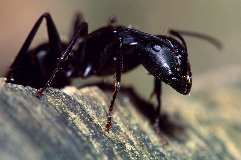 Velvet Ant Extermination in New Braunfels, TX