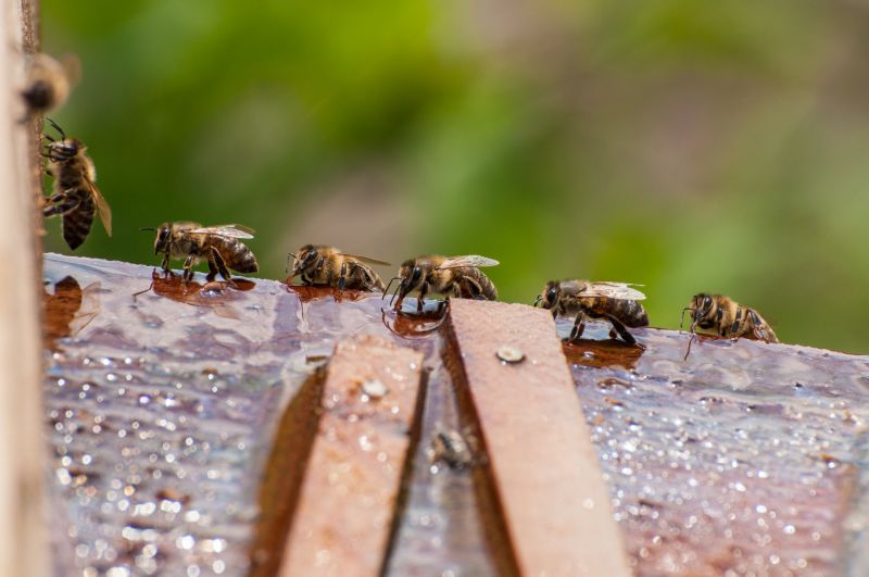 Why Professional Bee Pest Control Is Safer Than Diy Removal
