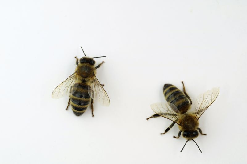 Why Professional Bee Pest Control Is Safer Than Diy Removal