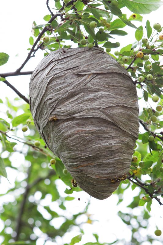 Avoid Infestations